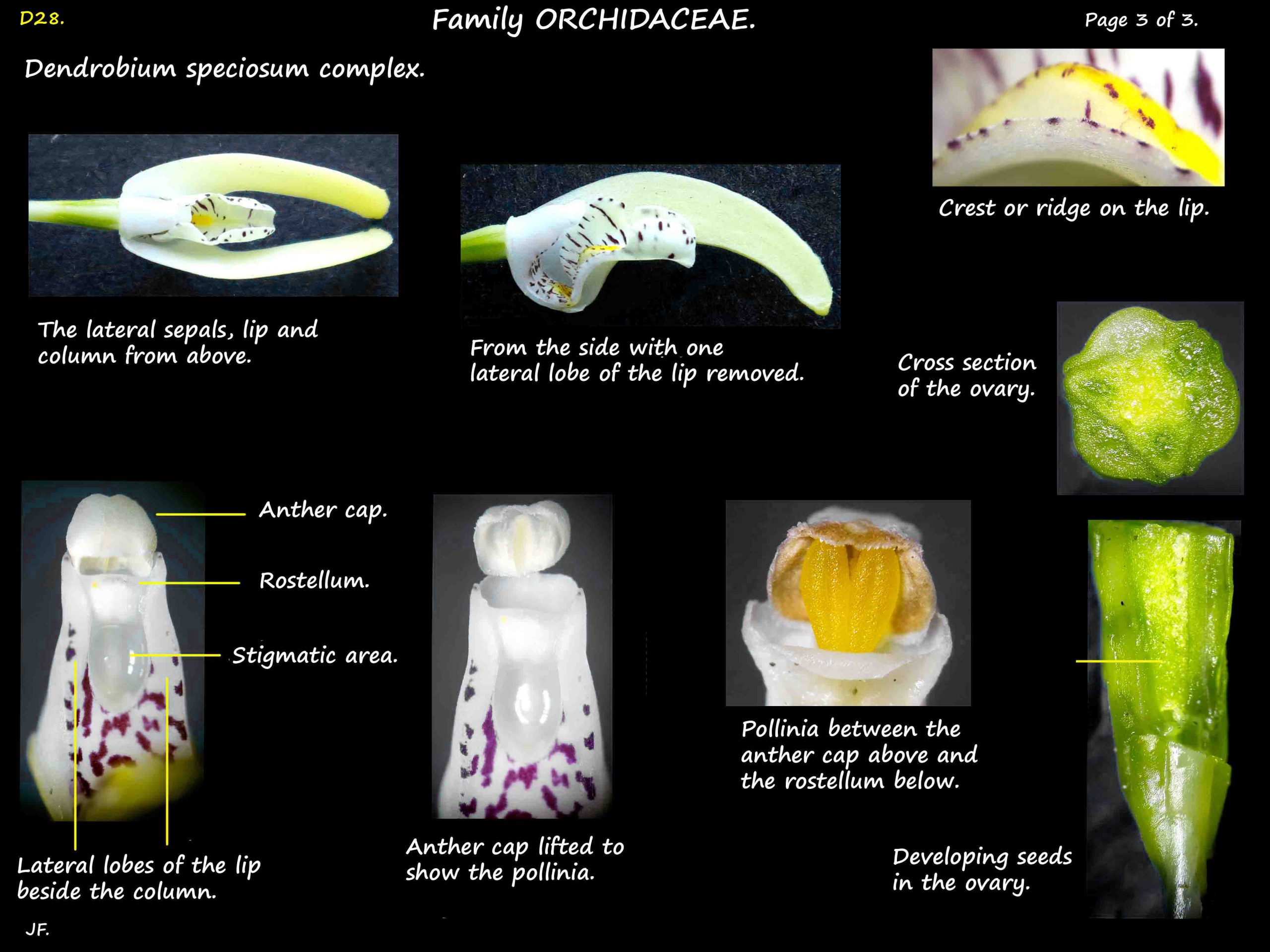 5 Sydney Rock orchid reproductive parts